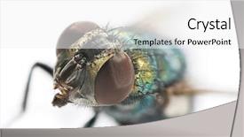  Presentation with head anatomy - Beautiful PPT theme featuring detailed study of fly head backdrop and a white colored foreground