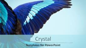  Presentation with spread - PPT theme consisting of details-macro-of-blue-feathers background and a arctic colored foreground