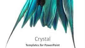  Presentation with blue - Slide deck consisting of details-macro-of-blue-feathers background and a  colored foreground