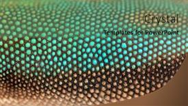  Presentation with gold dust - Presentation design featuring details-macro-of-scales background and a ocean colored foreground