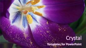  Presentation with tulip - Amazing slides having details of stamen and pollen backdrop and a violet colored foreground