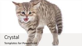  Presentation with kitten - Colorful presentation theme enhanced with deturent - afraid or scared funny kitten backdrop and a  colored foreground