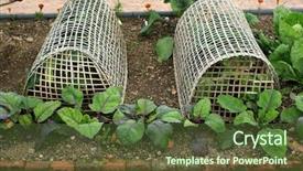  Presentation with orange plant - Beautiful PPT theme featuring deturent - two woven wooden plant protectors backdrop and a  colored foreground
