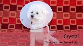  Presentation with develop - Cool new slide deck with develop warts with old age backdrop and a red colored foreground