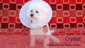  Presentation with develop - Slide set with develop warts with old age background and a coral colored foreground