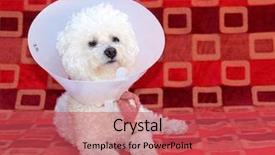  Presentation with old dog - Audience pleasing PPT layouts consisting of develop warts with old age backdrop and a red colored foreground