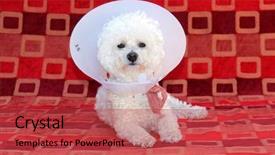  Presentation with develop - PPT theme consisting of develop warts with old age background and a red colored foreground