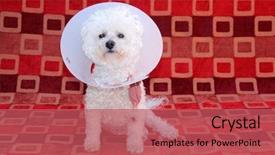  Presentation with develop - Slide deck with develop warts with old age background and a red colored foreground