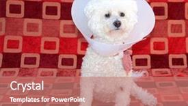  Presentation with develop - PPT layouts having develop warts with old age background and a coral colored foreground