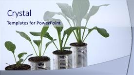  Presentation with stage - PPT layouts with developemnt - choy sum growth stage background and a sky blue colored foreground