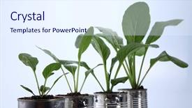  Presentation with aluminium - Audience pleasing PPT layouts consisting of developemnt - choy sum growth stage backdrop and a  colored foreground