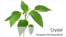  Presentation with white green - Beautiful theme featuring developemnt process - green spourt isolated backdrop and a  colored foreground