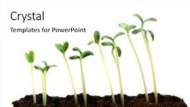  Presentation with seedling - Theme having developemnt process - progression of seedling growth background and a white colored foreground