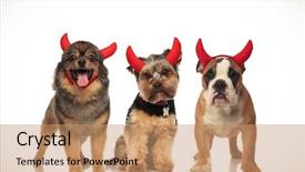  Presentation with sad dog abandoned dogs - Slides enhanced with devil costume for halloween collage background and a coral colored foreground