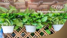  Presentation with ivy - Cool new slide set with devil-s-ivy-decorated-hanging backdrop and a coral colored foreground