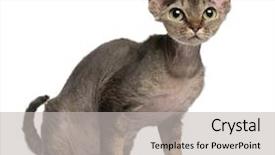  Presentation with black cat in front - Slides consisting of devon rex cat 2 years background and a  colored foreground