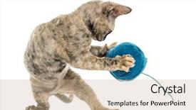  Presentation with wool - Audience pleasing PPT theme consisting of devon rex cat playing backdrop and a coral colored foreground