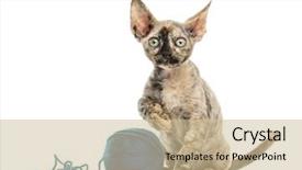  Presentation with wool - PPT theme featuring devon rex cat playing background and a soft green colored foreground