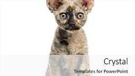 Presentation with cat - PPT theme with devon-rex-cat-sitting-isolated background and a white colored foreground