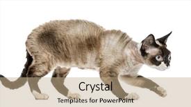  Presentation with 3d isolated t rex head - Amazing PPT theme having devon rex cat sneaking isolated backdrop and a coral colored foreground