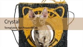  Presentation with hello kitty cute little kitten - Slide deck consisting of devon rex kitten of 3 background and a  colored foreground