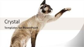  Presentation with 3d isolated t rex head - Presentation theme having devon rex pawing up isolated background and a  colored foreground