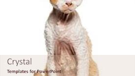  Presentation with 3d isolated t rex head - Presentation with devon-rex-sitting-looking-away background and a  colored foreground