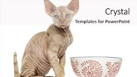  Presentation with bowl - Slide set featuring devon rex with a bowl background and a  colored foreground