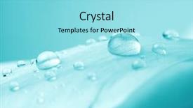  Presentation with dew drop - PPT theme featuring dew - beautiful water drop background and a arctic colored foreground