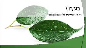  Presentation with green leaf water drops - Colorful presentation design enhanced with dew - green leaf with water drops backdrop and a white colored foreground