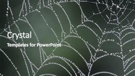  Presentation with dew - Colorful theme enhanced with dew covered spiders web backdrop and a dark gray colored foreground