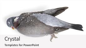  Presentation with dew - Amazing presentation design having dew drops columba livia backdrop and a light gray colored foreground