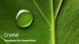  Presentation with dew drop - Audience pleasing PPT layouts consisting of dew drops leaves nature - beautiful water drop backdrop and a tawny brown colored foreground