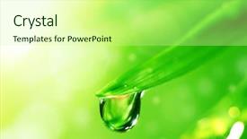  Presentation with dew drop - Colorful slides enhanced with dew drops leaves nature - big water drop on grass backdrop and a soft green colored foreground