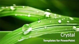  Presentation with dew drop - Slides having dew drops leaves nature - drop on grass macro close background and a shamrock green colored foreground