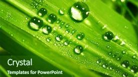  Presentation with drop - Amazing PPT theme having dew drops leaves nature - drop on grass backdrop and a forest green colored foreground