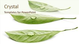  Presentation with dew drop - PPT layouts consisting of dew drops leaves nature - fresh leaf with water drop background and a soft green colored foreground