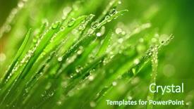  Presentation with dew - Presentation theme with dew drops leaves nature - grass background and a tawny brown colored foreground