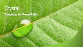  Presentation with dew drop - Presentation having dew drops leaves nature - macro photo of a water background and a shamrock green colored foreground