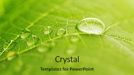  Presentation with water leaf - Amazing PPT theme having dew drops leaves nature - water drop on green leaf backdrop and a gold colored foreground