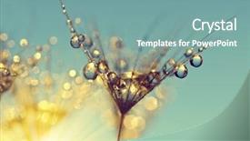  Presentation with soybean seed soy field seeding - PPT theme enhanced with dew drops on a dandelion background and a seafoam green colored foreground