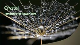  Presentation with black seed - Slide deck enhanced with dew drops on a dandelion seed close up on black background background and a wine colored foreground