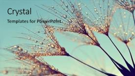  Presentation with dandelion - Theme having dew drops on a dandelion background and a light blue colored foreground