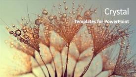  Presentation with dandelion - Presentation design featuring dew drops on a dandelion background and a coral colored foreground