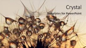  Presentation with dew drop - Slides enhanced with dew drops on a dandelion background and a soft green colored foreground