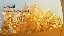  Presentation with dew drop - Slides with dew drops on a dandelion background and a coral colored foreground