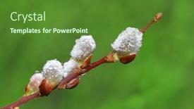  Presentation with dew - Amazing theme having dew-drops-on-spring-willow backdrop and a tawny brown colored foreground