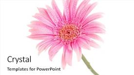  Presentation with pink white - Audience pleasing presentation design consisting of dew flower - beautiful pink gerbera with drops backdrop and a white colored foreground
