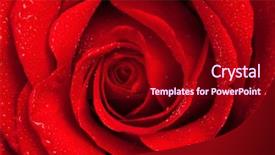  Presentation with dew drop - Amazing theme having dew flower - close-up view of beatiful dark backdrop and a crimson colored foreground