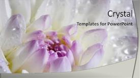  Presentation with water drops - Slide set with dew flower - closeup of white dahlia background and a light gray colored foreground